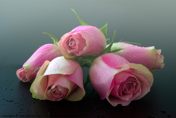 Dreamy pink roses Picture Board by Jean Gilmour