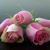 Buy canvas prints of Dreamy pink roses by Jean Gilmour
