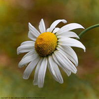 Buy canvas prints of White Rudbeckia by Jean Gilmour