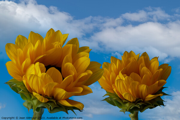 Sunflowers reaching for the sky Picture Board by Jean Gilmour