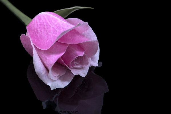 Rose with reflection Picture Board by Jean Gilmour