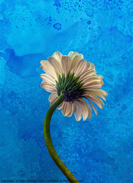 Gerbera on Blue Picture Board by Jean Gilmour