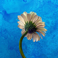 Buy canvas prints of Gerbera on Blue by Jean Gilmour
