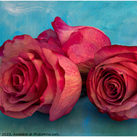 Buy canvas prints of Three Pink Roses on Textured Background. by Jean Gilmour