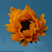 Buy canvas prints of Sunflower by Jean Gilmour