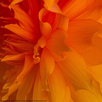 Buy canvas prints of Close up of Dahlia by Jean Gilmour