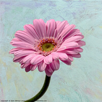 Buy canvas prints of Gerbera on Textured Background by Jean Gilmour