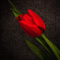 Buy canvas prints of Red Tulip on Black by Jean Gilmour