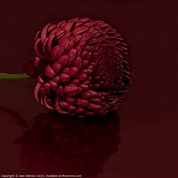 Buy canvas prints of Dahlia with reflection by Jean Gilmour