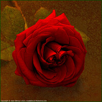 Buy canvas prints of Red Rose on Gold by Jean Gilmour