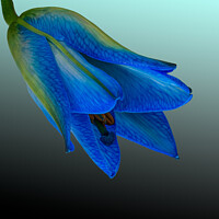 Buy canvas prints of Blue Lily by Jean Gilmour