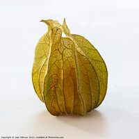 Buy canvas prints of Physalis by Jean Gilmour
