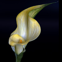 Buy canvas prints of Calla Lily by Jean Gilmour
