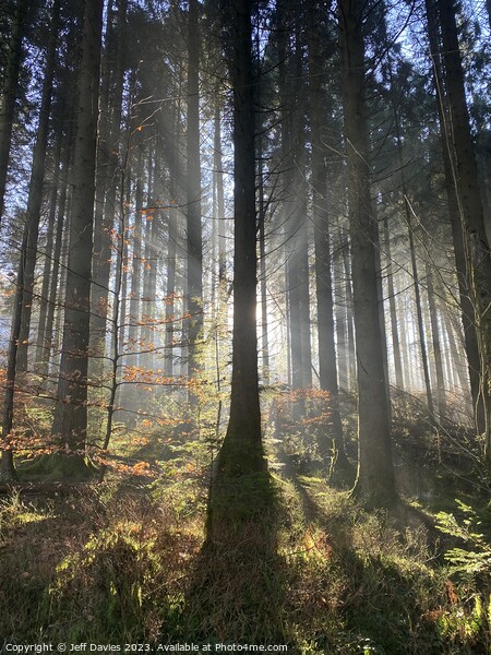 Dawn's Embrace in Llanwonno Forest Picture Board by Jeff Davies