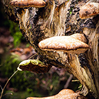 Buy canvas prints of Woodland fungi by Jeff Davies