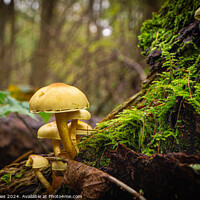 Buy canvas prints of Forest Fungi by Jeff Davies