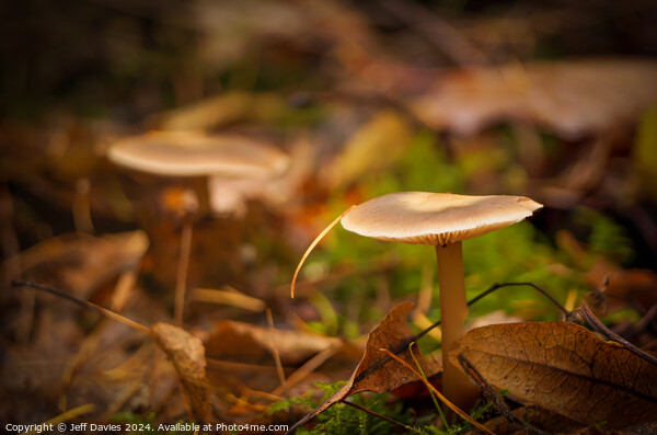 Lone Mushroom Picture Board by Jeff Davies