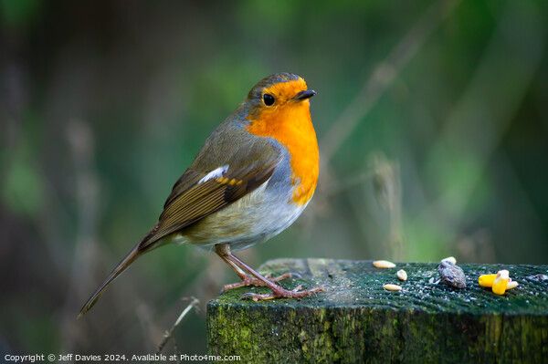 Robin Redbreast Picture Board by Jeff Davies