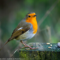 Buy canvas prints of Robin Redbreast by Jeff Davies