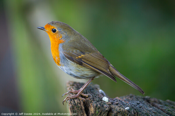 The festive robin Picture Board by Jeff Davies