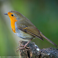 Buy canvas prints of The festive robin by Jeff Davies