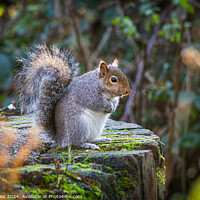 Buy canvas prints of Sitting Squirrel by Jeff Davies
