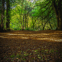 Buy canvas prints of The forest floor by Jeff Davies