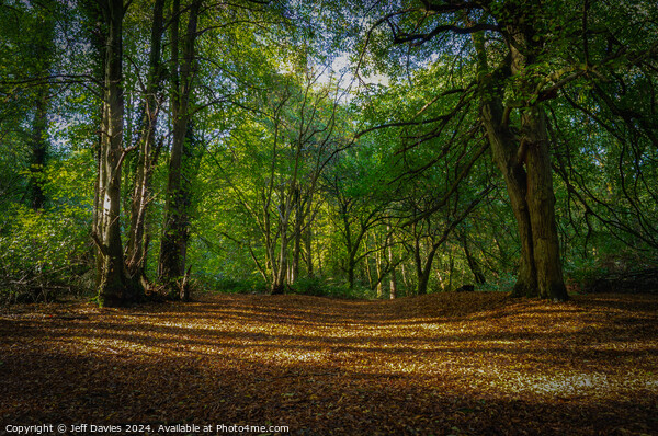 Autumn At Hartshill Hayes Picture Board by Jeff Davies