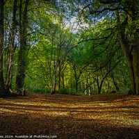Buy canvas prints of Autumn At Hartshill Hayes by Jeff Davies