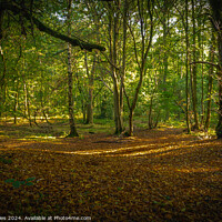Buy canvas prints of Forest Shadows by Jeff Davies