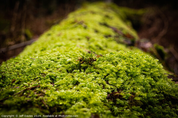 Green Lichen Picture Board by Jeff Davies