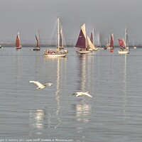 Buy canvas prints of Barge racing over the Brightlingsea Creek in essex by Tony lopez