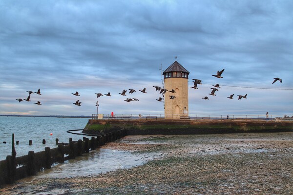 Fly past across Batemans tower Brightlingsea  Picture Board by Tony lopez