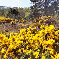 Buy canvas prints of Walking in the gorse  by Tony lopez