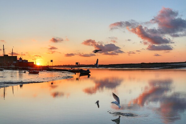  sunrise over Brightlingsea Harbour  Picture Board by Tony lopez