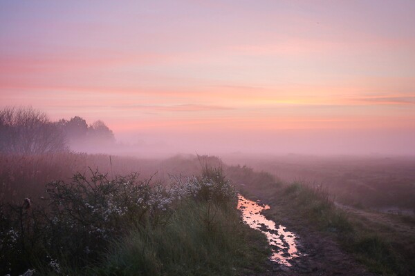 Pre sunrise colour over the rope walk in Brightlingsea  Picture Board by Tony lopez
