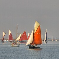 Buy canvas prints of Barge racing over Brightlingsea Creek  by Tony lopez
