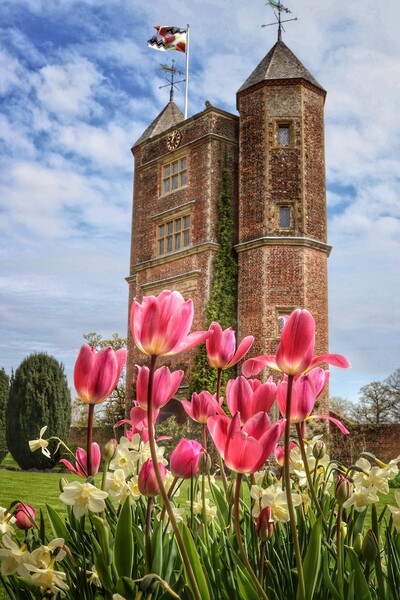 Sissinghurst castle tulips on a sunny day  Picture Board by Tony lopez