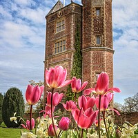 Buy canvas prints of Sissinghurst castle tulips on a sunny day  by Tony lopez