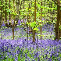 Buy canvas prints of Bluebell walks in the sunshine by Tony lopez