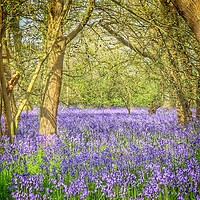 Buy canvas prints of Bluebell trails Brightlingsea  by Tony lopez