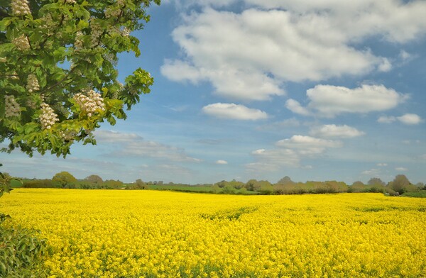 Golden fields of Suffolk  Picture Board by Tony lopez