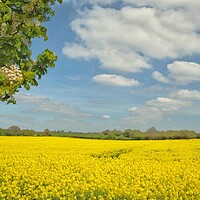 Buy canvas prints of Golden fields of Suffolk  by Tony lopez