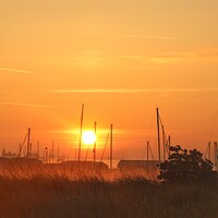 Buy canvas prints of Misty sunrise over the Brightlingsea moorings  by Tony lopez