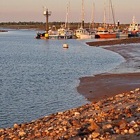 Buy canvas prints of Evening sunlight over the Brightlingsea moorings  by Tony lopez