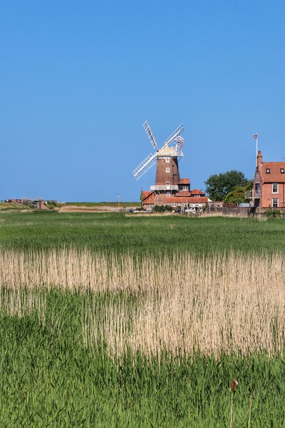 Cley windmill in the afternoon sun in  norfolk  Picture Board by Tony lopez