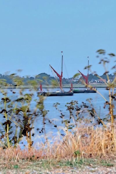 Barges anchord of Brightlingsea.  Picture Board by Tony lopez