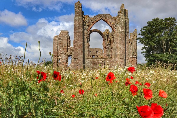 Lindisfarne Priory in the morning sun  Picture Board by Tony lopez