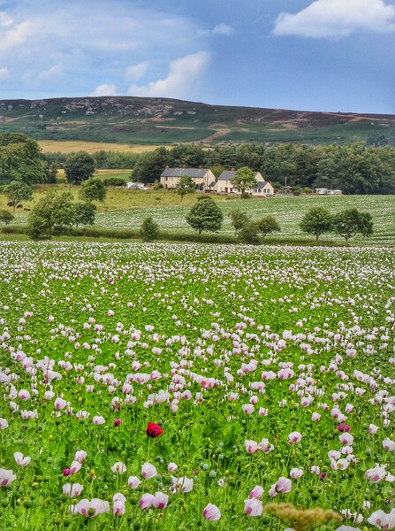 Poppy fields of Northumberland  Picture Board by Tony lopez
