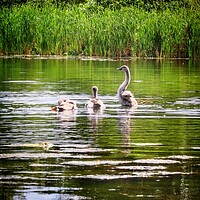 Buy canvas prints of Cygnets enjoying the afternoon sun.  by Tony lopez